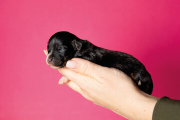 Newborn Puppy In The Caring Hands on pink background