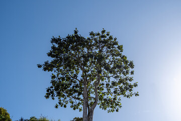 low angle of big white  mahony tree in indonesia hills