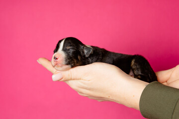 Newborn Puppy In The Caring Hands on pink background