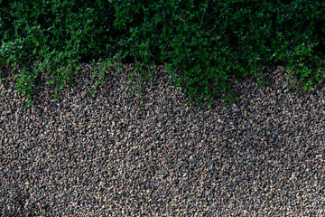 Creeping Thyme leaves on the background of stone path
