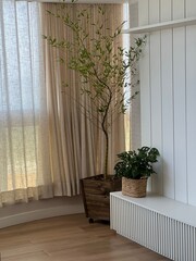 mosso bamboo in the corner of the room - obrazy, fototapety, plakaty