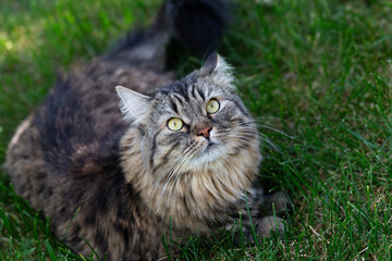 Naklejka na ściany i meble Fluffy cat with green eyes lies on the grass. Siberian cat having a rest outdoors. Flat lay.