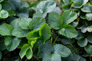 Green leaves of strawberry of garden, natural background of nature. Texture of the leaves.