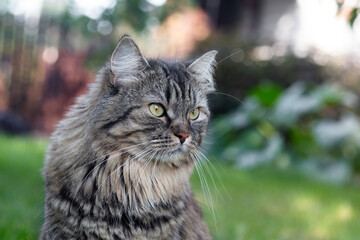 Beautiful fluffy cat lies on the grass. Blurred background.