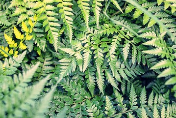 Helecho en plano cenital llenando el recuadro 