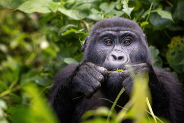 Adult mountain gorilla, gorilla beringei beringei, grazing the lush shrubs of the Bwindi Impenetrable Forest, a World Heritage site. Part of the Muyambi family group. Endangered species.