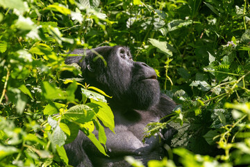Adult female gorilla, gorilla beringei beringei, sitting in the lush shrubs of the Bwindi Inpenetrable Forest, a World Heritage site. Part of the Muyambi family group. Endangered species.