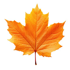 Fototapeta premium Autumn leaf isolated on white or transparent background