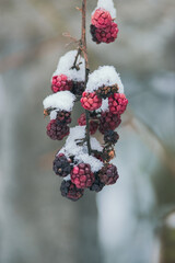 Berries in the snow