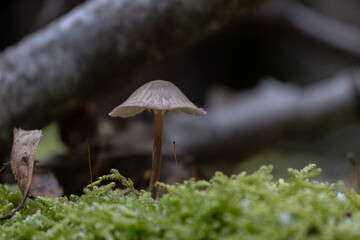 Macrophoto of mycena polygramma or grooved bonnet mushrooms of grey color which grew on a log in moss