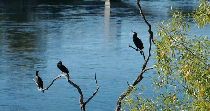 (Phalacrocorax carbo) A couple of great cormorants or black cormorants perched on old branches on the banks of the Rhine in Switzerland
