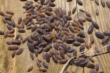 Many Common rough woodlice, rough woodlouse (Porcellio scaber), family Porcellionidae. On an old weathered wooden board. Dutch garden. Netherlands, Autumn, September