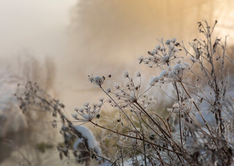 Fototapeta na wymiar Zimowy, mroźny poranek. Mgły osadzające szadź.