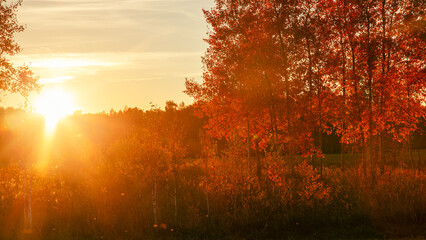 Autumn forest with red and yellow leaves on trees and bushes illuminated by evening sun. Bright...