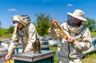 Two beekeepers in protective gear inspecting a beehive. Beekeepers Examining a Beehive