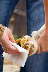 Close up shot of a horse having its hoof poulticed to treat injury in its foot.the poultice draws...