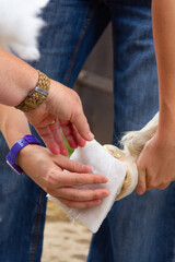 Close up shot of two people placing a poultice on a ponies hoof to prevent injury to  the foot from...