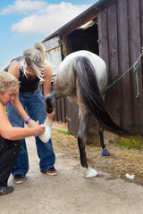Close up shot of two women poulticing a ponies horses back leg using  cotton wool and bandages  to protect the hoof from injury or abscess problems.