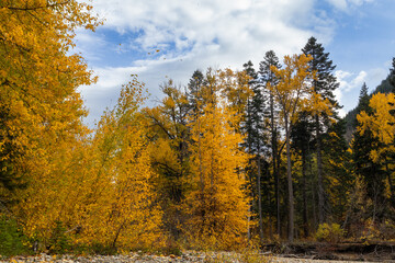 Fall foliage along the Nason River