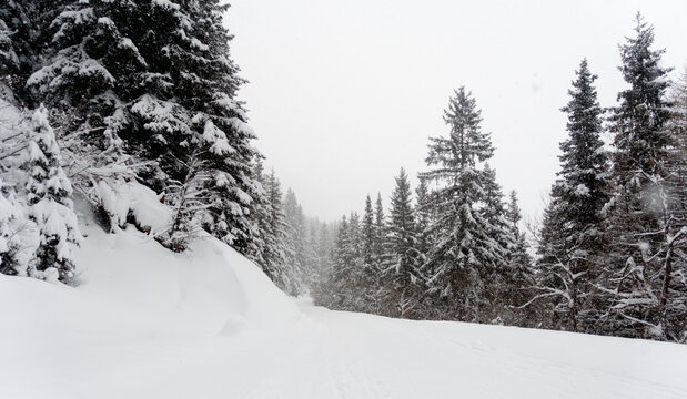 Winter wonderland, ski run with large snow laden fir trees either side in Les Arcs France.