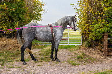 Beautiful grey horse, being long reined outdoors on pink lunge lines, teaching the horse to move correctly and behave well.