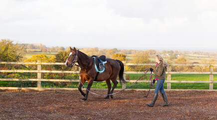 Young woman trains her bay horse pony by lunging her in outdoor school, teaching her in tack to move correctly and follow instruction , before mounting and riding her.