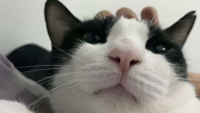 Close up cat face, funny meme cat yawn, black and white adorable fluffy fur feline head, tuxedo color