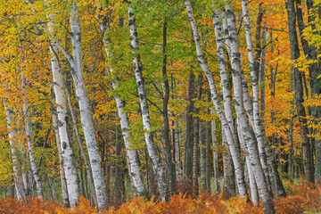 Autumn landscape of birch woods, Ottawa National Forest, Michigan's Upper Peninsula, USA