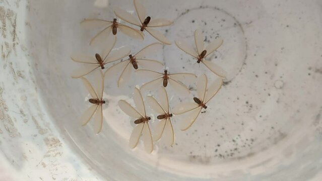 Flying White Ant  dead floating on the water