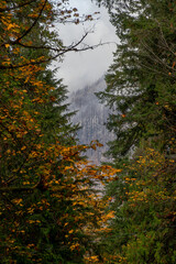 Burned forest through the evergreens