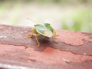 Macro shot of a green bug