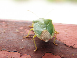 Macro shot of a green bug