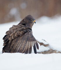 Common Buzzard in winter at a wet forest