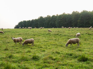 Obraz na płótnie Canvas Flock of sheep, Cotswolds region, UK