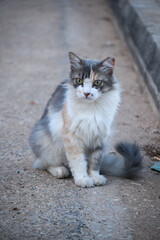 Calico cat sitting outdoors and looking