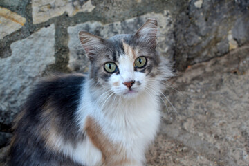 Calico cat sitting outdoors and looking