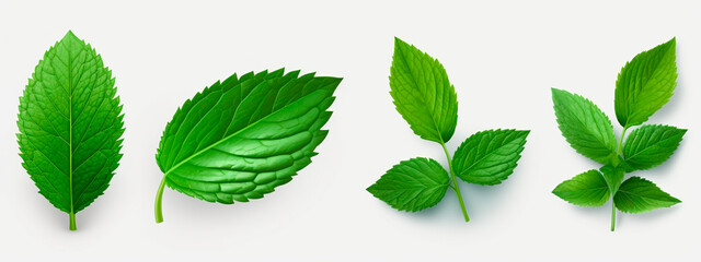 Mint sprigs isolate on a white background. Selective focus. - obrazy, fototapety, plakaty