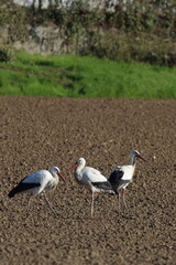 Obraz premium cicogne al campo