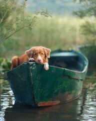 A Nova Scotia Duck Tolling Retriever aboard a canoe surveys the waters. Dog Poised and watchful,...