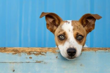 Timid Dog Peeks From Corner Against Worn Blue Backdrop