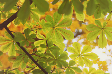 Green and yellow chestnut leaves. Autumn concept. Beautiful green leaf. Green leaves in the park on a sunny day. The color of leaf changes smoothly from green to yellow and then to brown. Early autumn