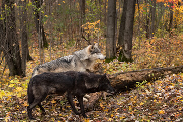 Three Grey Wolves (Canis lupus) Look Intently Right From Log Autumn