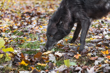 Black-Phase Grey Wolf (Canis lupus) Sniffs at Ground Autumn