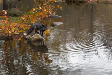 Silver Fox (Vulpes vulpes) Looks Out From Rock Ripples Radiate Out Autumn