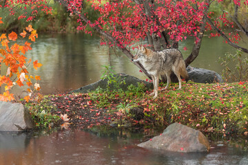 Coyote (Canis latrans) Stares Out at Orange Leaves on Island Autumn