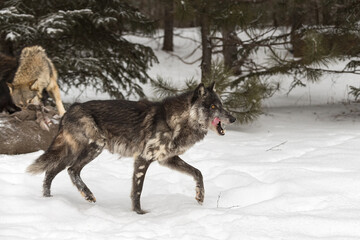 Naklejka premium Black Phase Grey Wolf (Canis lupus) Steps Away From Deer Carcass Licking Chops Winter