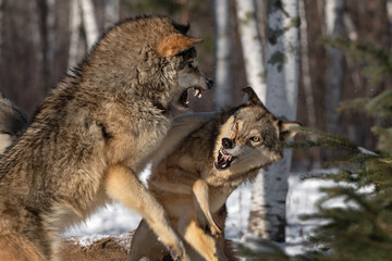 Grey Wolves (Canis lupus) Scuffle Snap and Snarl at Each Other Winter