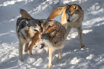 Grey Wolf (Canis lupus) Leans Head Against Packmate Third in Background Winter