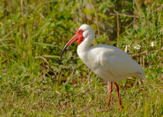 An American White Ibis, Eudocimus albus, in breeding plumage with a bright beak, face, and legs, standing in a wet grassy area at Fort Desoto County Park in St. Petersburg, Florida. 