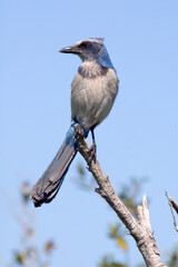 A Florida Scrub Jay, Aphelocoma coerulescents, perches on a bare branch against the sky at Merritt Island National Wildlife Refuge in Florida. An endangered species endemic to Florida oak scrubs. 